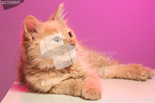 Image of The cat on pink background
