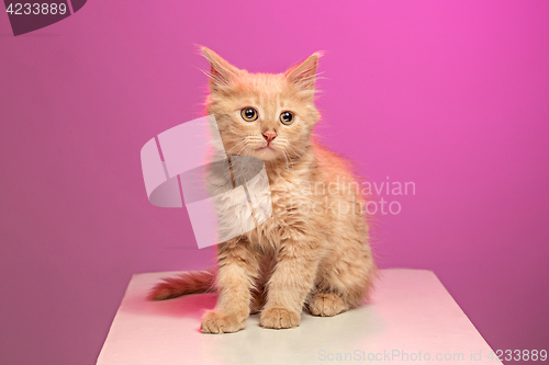 Image of The cat on pink background