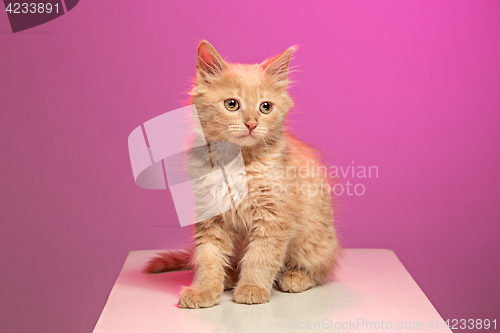 Image of The cat on pink background