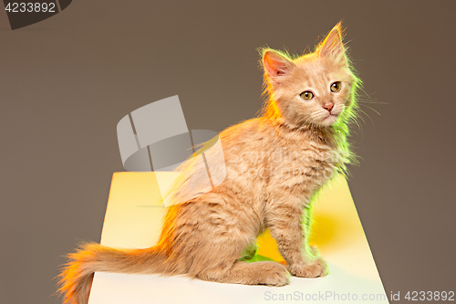 Image of The cat on gray background
