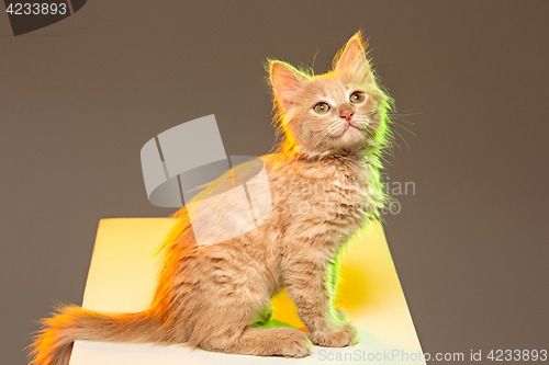Image of The cat on gray background