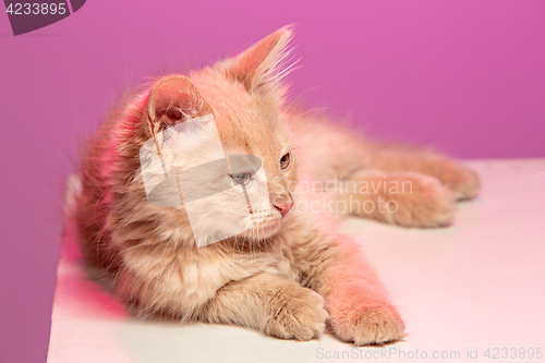 Image of The cat on pink background