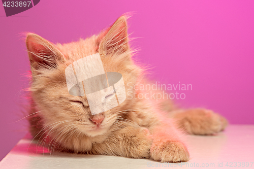 Image of The cat on pink background