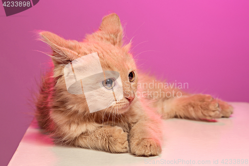 Image of The cat on pink background