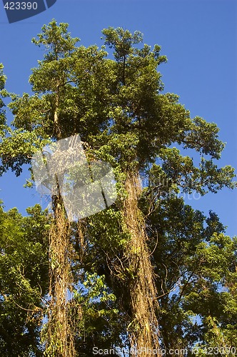 Image of Big Tree
