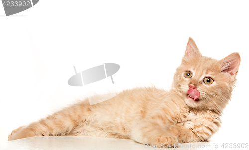 Image of The cat on white background