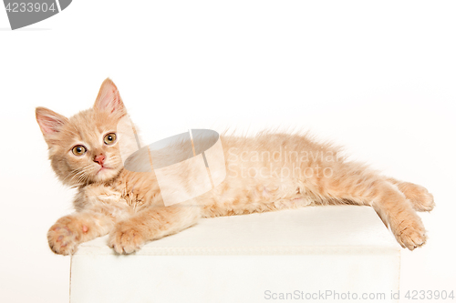 Image of The cat on white background