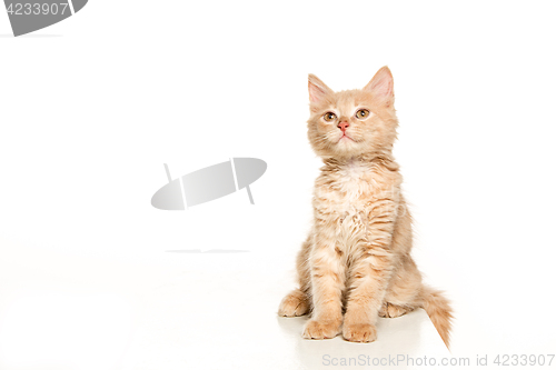 Image of The cat on white background