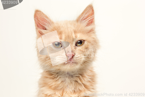 Image of The cat on white background