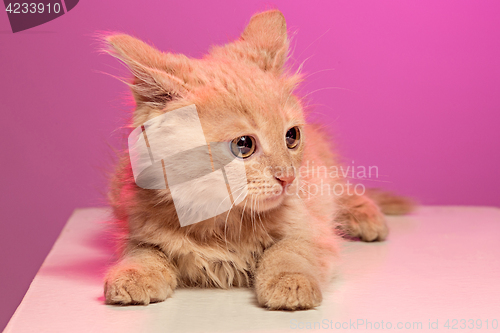 Image of The cat on pink background