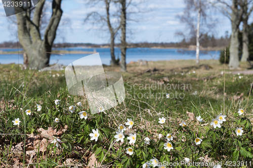 Image of Springtime nature by the lake