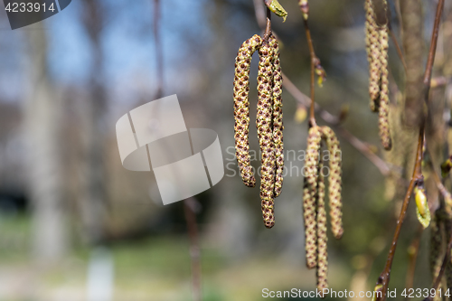 Image of Birch tree catkins closeup