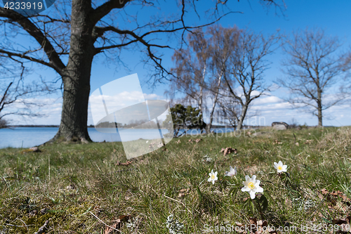 Image of Windflowers in a coastal forest