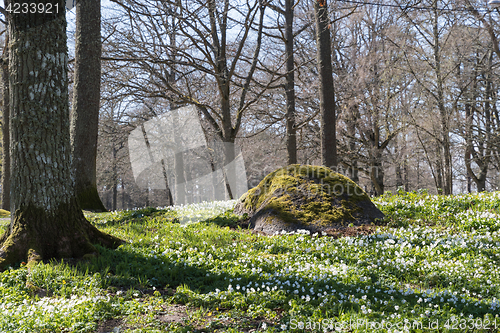 Image of Beautiful spring forest