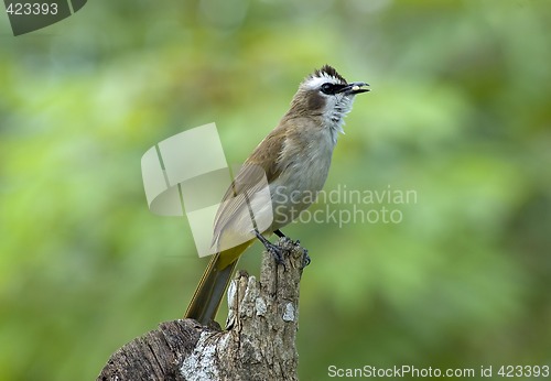 Image of Bird