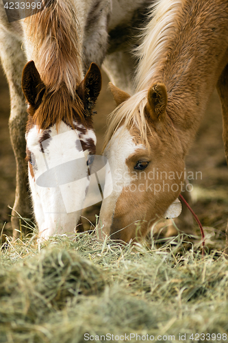 Image of Wild Horse Face Portrait Feeding Close Up American Animal