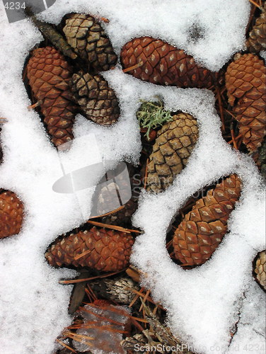 Image of Frozen pine cones