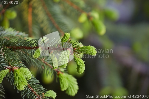 Image of Pine Tree Closeup