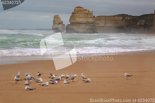 Image of Sandy beach with seagulls