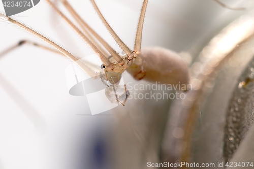 Image of Spider eating an ant