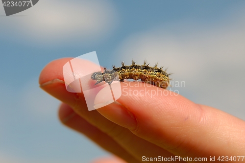 Image of Caterpillar crawling on fingers