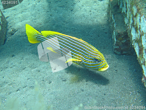 Image of Thriving coral reef alive with marine life and fish, Bali