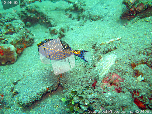 Image of Thriving coral reef alive with marine life and fish, Bali