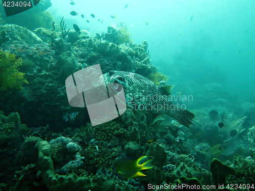 Image of Thriving coral reef alive with marine life and fish, Bali