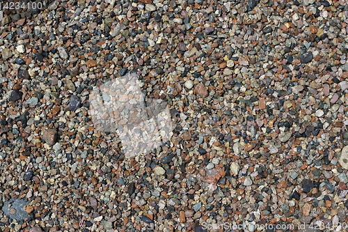 Image of sea shells background.