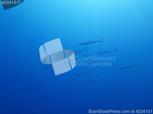 Image of School of fish on a background of blue sea underwater