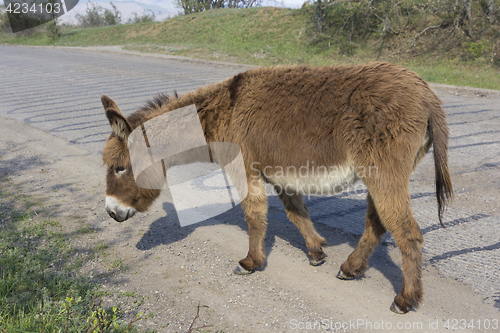 Image of Brown donkey runs along the paved road