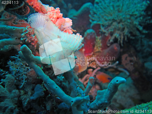 Image of Thriving coral reef alive with marine life and fish, Bali