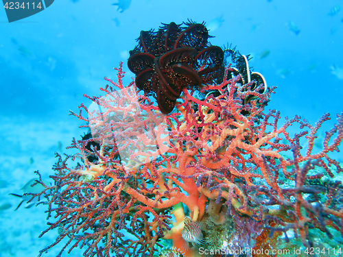Image of Thriving coral reef alive with marine life and shoals of fish, Bali