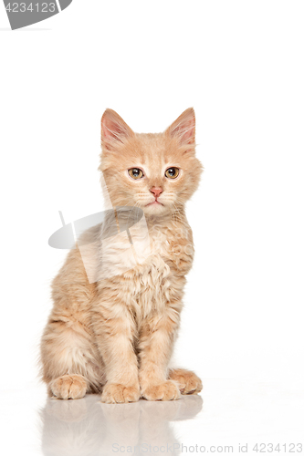 Image of The cat on white background