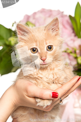 Image of The cat on white background with flowers