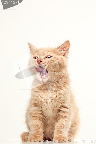 Image of The cat on white background