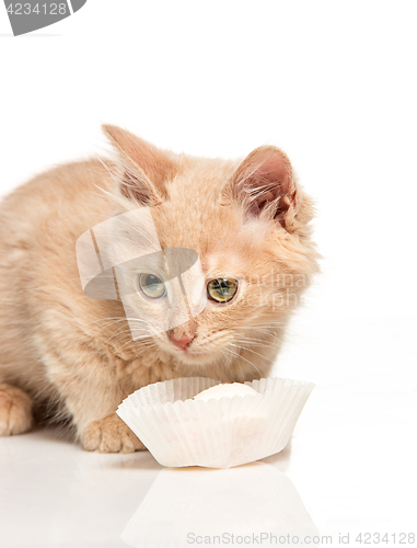 Image of The cat on white background drinking milk