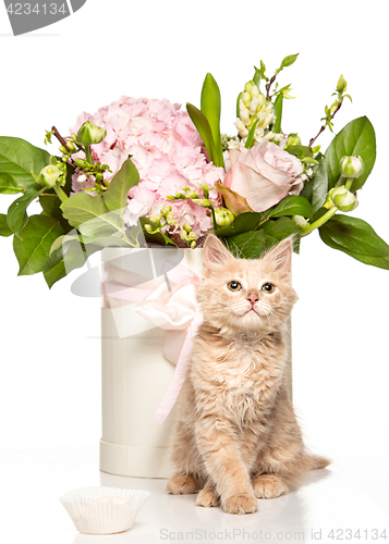 Image of The cat on white background with flowers