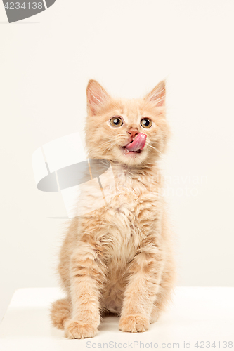 Image of The cat on white background