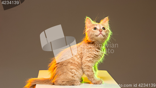 Image of The cat on gray background