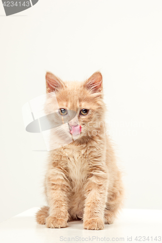 Image of The cat on white background