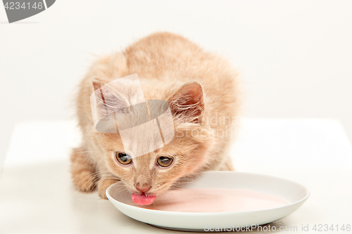 Image of The cat on white background drinking milk