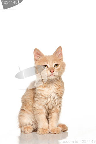 Image of The cat on white background