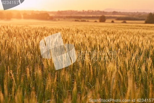 Image of Wheat field detail