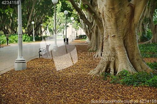 Image of Park avenue with large trees