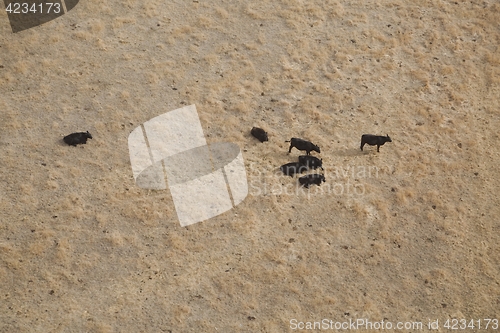 Image of Cattle farm from above