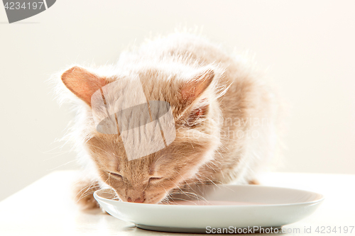 Image of The cat on white background drinking milk