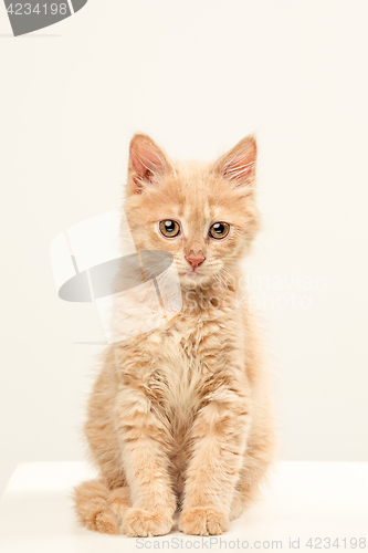 Image of The cat on white background