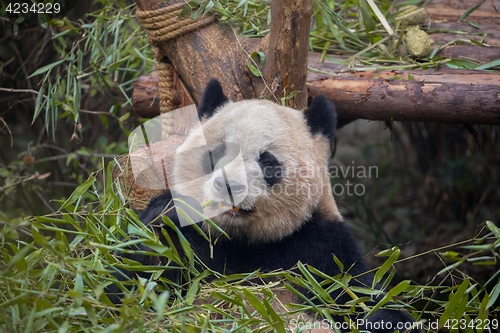 Image of Giant panda eating bamboo