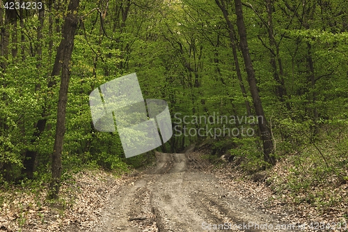 Image of Road in the forest